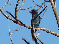 LABUK BAY Dollar Bird (3)