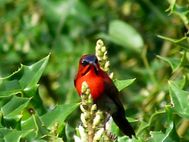 LABUK BAY crimson sunbird (2)