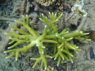 Corail (2)