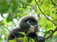Singe--1--copie-2.JPG