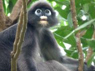 Singe--7--copie-1.JPG