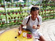 Cameron Highlands Cultures de fraises (3)