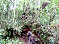 Cameron Highlands Rando n°7 et 5 (4a)