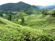 Cameron Highlands plantation de thé 1