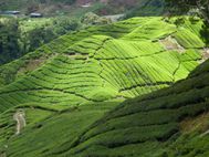 Cameron Highlands plantation de thé 3 (6)