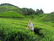 Cameron Highlands plantation de thé 5 (14)