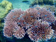 KAPAS Corail (25)