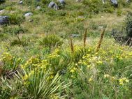 AORAKI MONT COOK 171