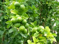 POINGAM 001