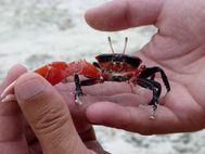 Iles des pins crabe (4)