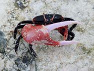 Iles des pins crabe
