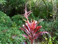LIFOU Plantes porte bonheur2