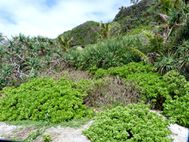 LIFOU Xodre (7)