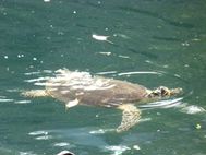 OUVEA Trou aux tortues (6)