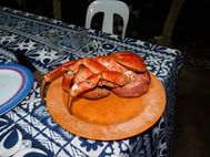 OUVEA crabe de cocotier4