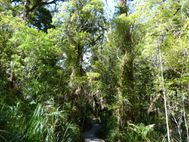 FORÊT KAURI (14)