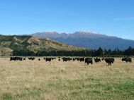 Route vers Lac Manapouri (7)