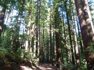 ROTURA Redwoods forest 010