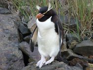 Crested Pingouin sur la plage avant Nugget Point (2)