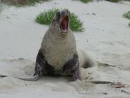 Lion des mers sur la plage avant Nugget Point (2)