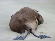 Lion des mers sur la plage avant Nugget Point (29)