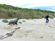 Lion des mers sur la plage avant Nugget Point (7)