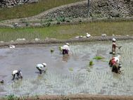 BATAD Plantation (3)