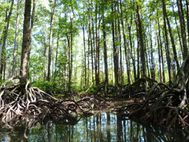 SABANG Mangrove (10)
