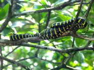 SABANG Mangrove serpent (3)
