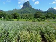 MOOREA Plantations d'ananas (2)