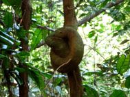 MOOREA Randonnée des trois cocotiers (2)