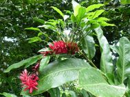 RAIATEAjardin botanique (10)