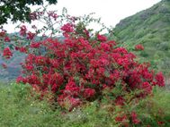 NUKU HIVA 054