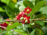 NUKU HIVA 076