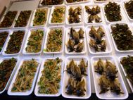 CHIANG RAI Marché de nuit insectes 2