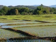 CHIANG RAI Rizières6