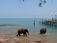 KO LANTA Eléphants à la mer (1)