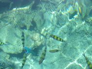 KOH PHI PHI Poissons (2)