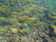 KOH TAO poissons (24)