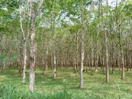 KRABI forêt (6)