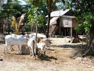 Battanbang village scène de vie