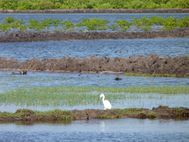 Kampot marais salins 4b