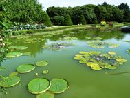 Kyoto Nénuphar 2a