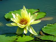Kyoto Nénuphar 3grenouille