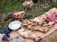 Chong'An repas de chiens 1