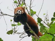 Red Panda 5