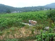 Tunxi agriculteur