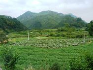 Tunxi plantation de camomille
