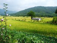 Village 1g