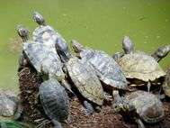 JARDIN BOTANIQUE Tortues (4)